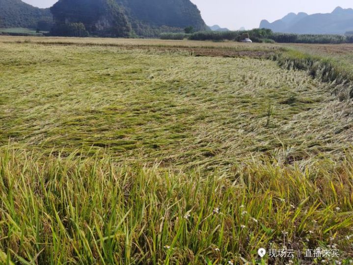 摸鱼十分钟，发明第N弹，水稻抗倒伏板_知识产权零距离网（IP0.cn）