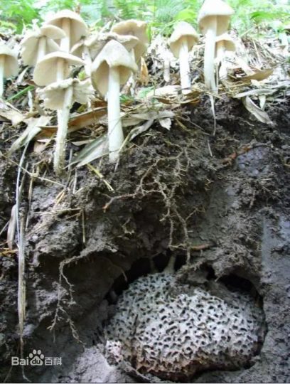 菌中之王餐桌自由:鸡枞菌培育技术恐难垄断_知识产权零距离网(IP0.cn)