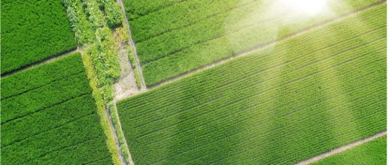 2022年中央一号文件发布 强调强化种业知识产权保护_知识产权零距离网(IP0.cn)