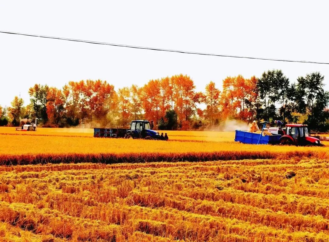 图片[3]_黑龙江：以地理标志优质产品供给，助推龙江特色农业发展_知识产权零距离网（IP0.cn）