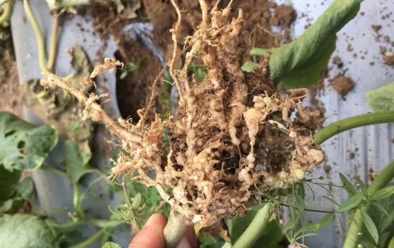 看涨生物农药领域，云南大学1100万转让线虫杀灭成果！_知识产权零距离网（IP0.cn）