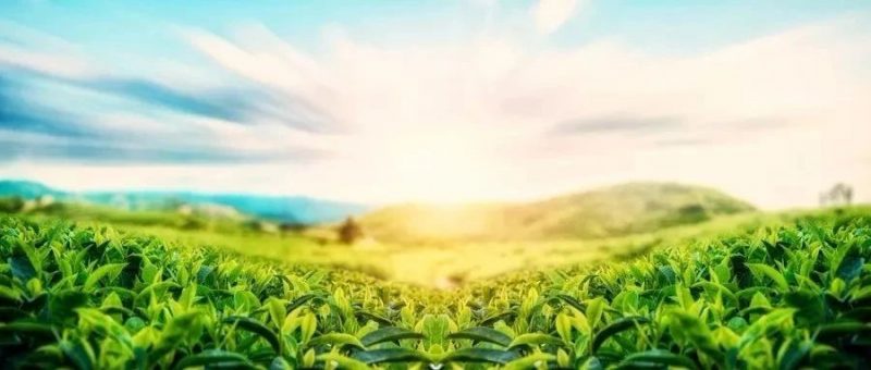 农夫山泉生产基地项目落地湖南桑植_知识产权零距离网（IP0.cn）